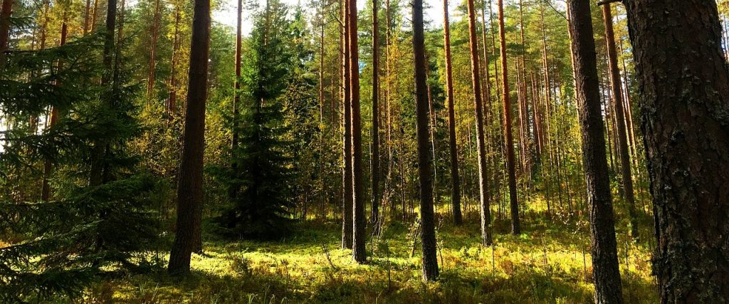 Suomalainen metsä